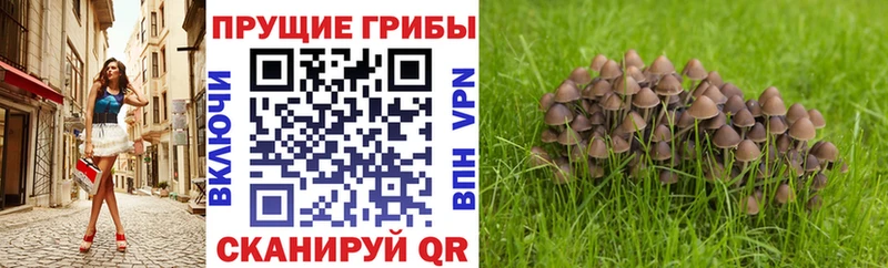 цены наркотик  Приморск  Псилоцибиновые грибы мицелий 